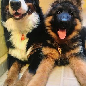 Meet your Posher, Raphael